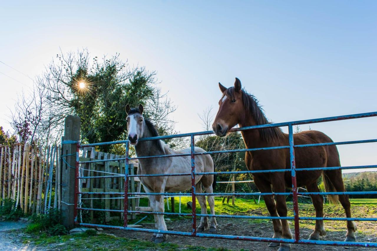 The Heights & Hollows Farmhouse, Saul, Downpatrick, Sleeps 14 Экстерьер фото